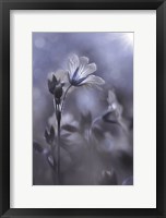 Blue & White Flowers I Fine Art Print