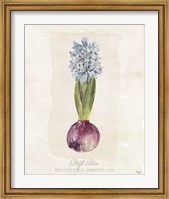 Hyacinthus Orientalis I Fine Art Print