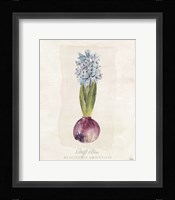 Hyacinthus Orientalis I Fine Art Print