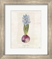 Hyacinthus Orientalis I Fine Art Print
