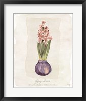 Hyacinthus Orientalis II Fine Art Print