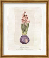 Hyacinthus Orientalis II Fine Art Print