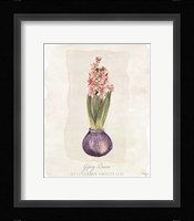 Hyacinthus Orientalis II Fine Art Print