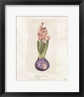 Hyacinthus Orientalis II Framed Print