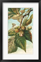 Tree Branch with Fruit I Framed Print