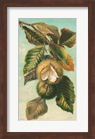 Tree Branch with Fruit II Fine Art Print
