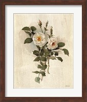 White Roses Fine Art Print