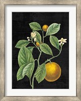 Classic Citrus VI Black No Words Fine Art Print