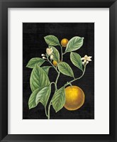 Classic Citrus VI Black No Words Fine Art Print