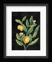 Classic Citrus V Black No Words Framed Print