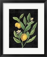 Classic Citrus V Black No Words Fine Art Print