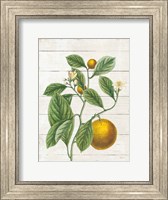 Classic Citrus VI Shiplap Fine Art Print