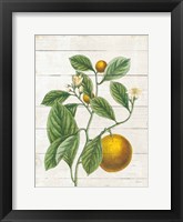 Classic Citrus VI Shiplap Fine Art Print