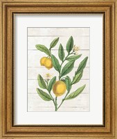 Classic Citrus V Shiplap Fine Art Print