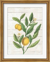 Classic Citrus V Shiplap Fine Art Print