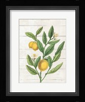 Classic Citrus V Shiplap Framed Print