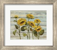 Cottage Sunflowers Fine Art Print