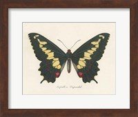Natures Butterfly VI Fine Art Print