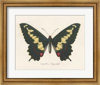 Natures Butterfly VI Fine Art Print
