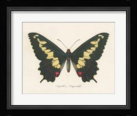 Natures Butterfly VI Framed Print