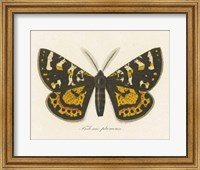 Natures Butterfly V Fine Art Print