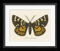 Natures Butterfly V Fine Art Print