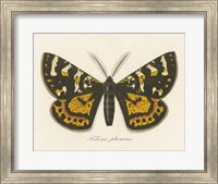 Natures Butterfly V Fine Art Print