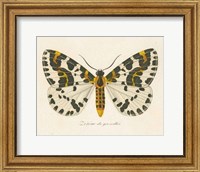 Natures Butterfly IV Fine Art Print
