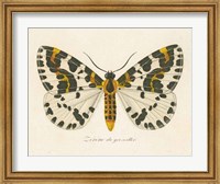 Natures Butterfly IV Fine Art Print