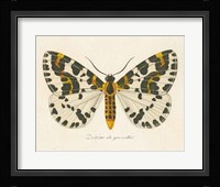 Natures Butterfly IV Framed Print