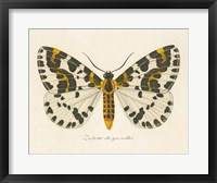 Natures Butterfly IV Framed Print