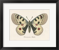 Natures Butterfly III Fine Art Print