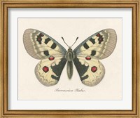 Natures Butterfly III Fine Art Print