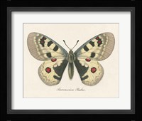 Natures Butterfly III Framed Print