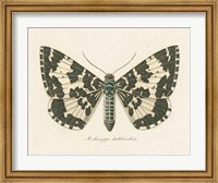 Natures Butterfly II Fine Art Print