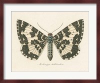 Natures Butterfly II Fine Art Print