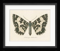 Natures Butterfly II Framed Print