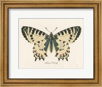 Natures Butterfly I Fine Art Print