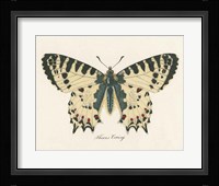 Natures Butterfly I Framed Print