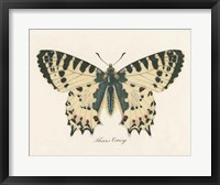 Natures Butterfly I Framed Print