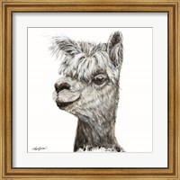 Alphie the Alpaca Fine Art Print