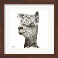 Alphie the Alpaca Fine Art Print