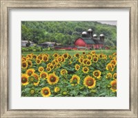 Sunflower Farm Fine Art Print