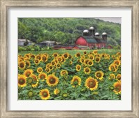 Sunflower Farm Fine Art Print