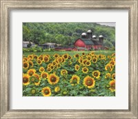 Sunflower Farm Fine Art Print