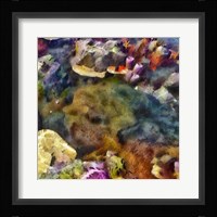 Sea Life IV Framed Print