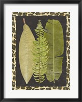 Tropic Collection VII Framed Print