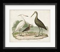 Waterbird Trio I Framed Print