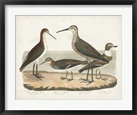 Waterbird Trio II Fine Art Print
