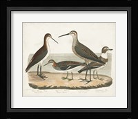 Waterbird Trio II Framed Print